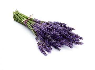 Olio per saune finlandesi 100 ml - LAVANDA