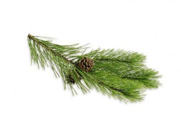 Olio per saune secche 100 ml - PINO MUGO (Pinus Mugo)